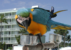 Beach Bird